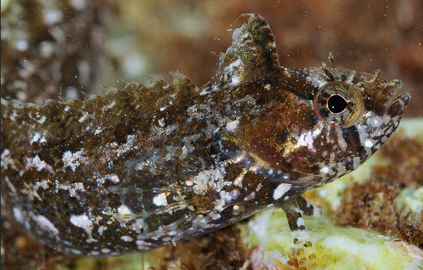 Clinitrachus argentatus_01191